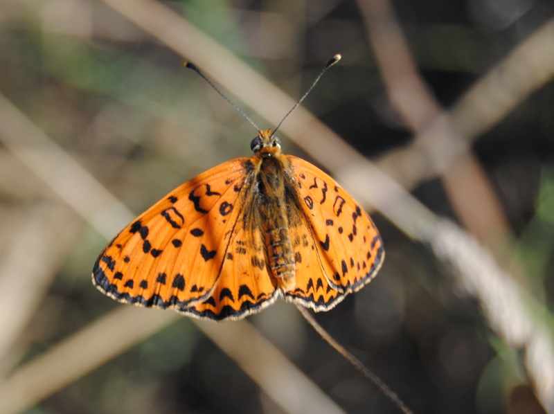 Conferma ID. Melitaea didyma